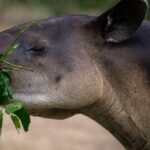 Tapir centroamericano