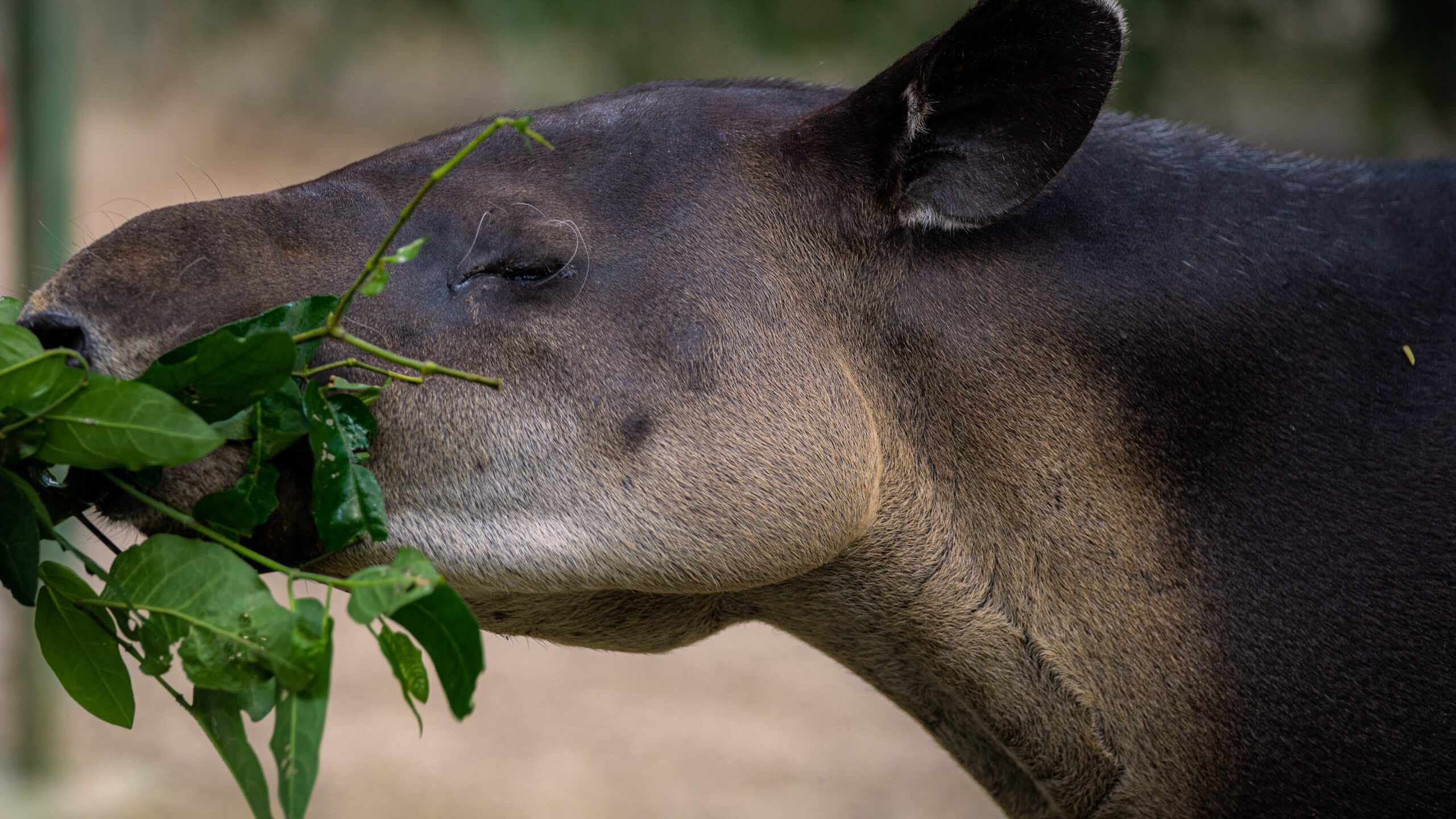 Tapir centroamericano