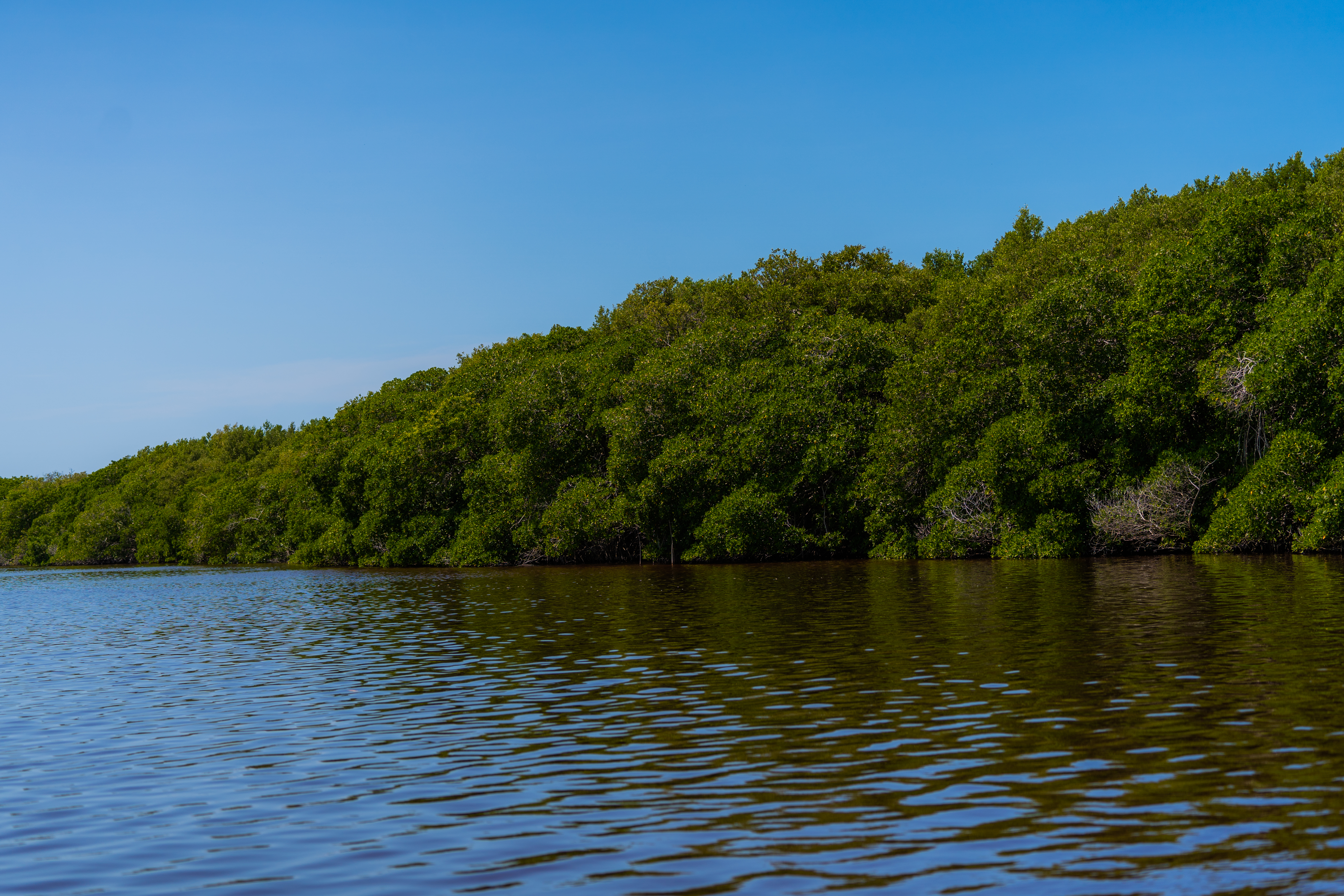 manglares y playas del sureste
