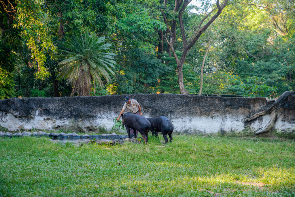 Tapirus bairdii