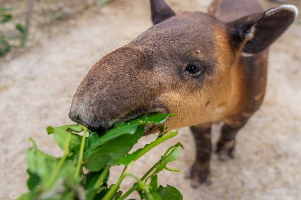 Tapirus bairdii