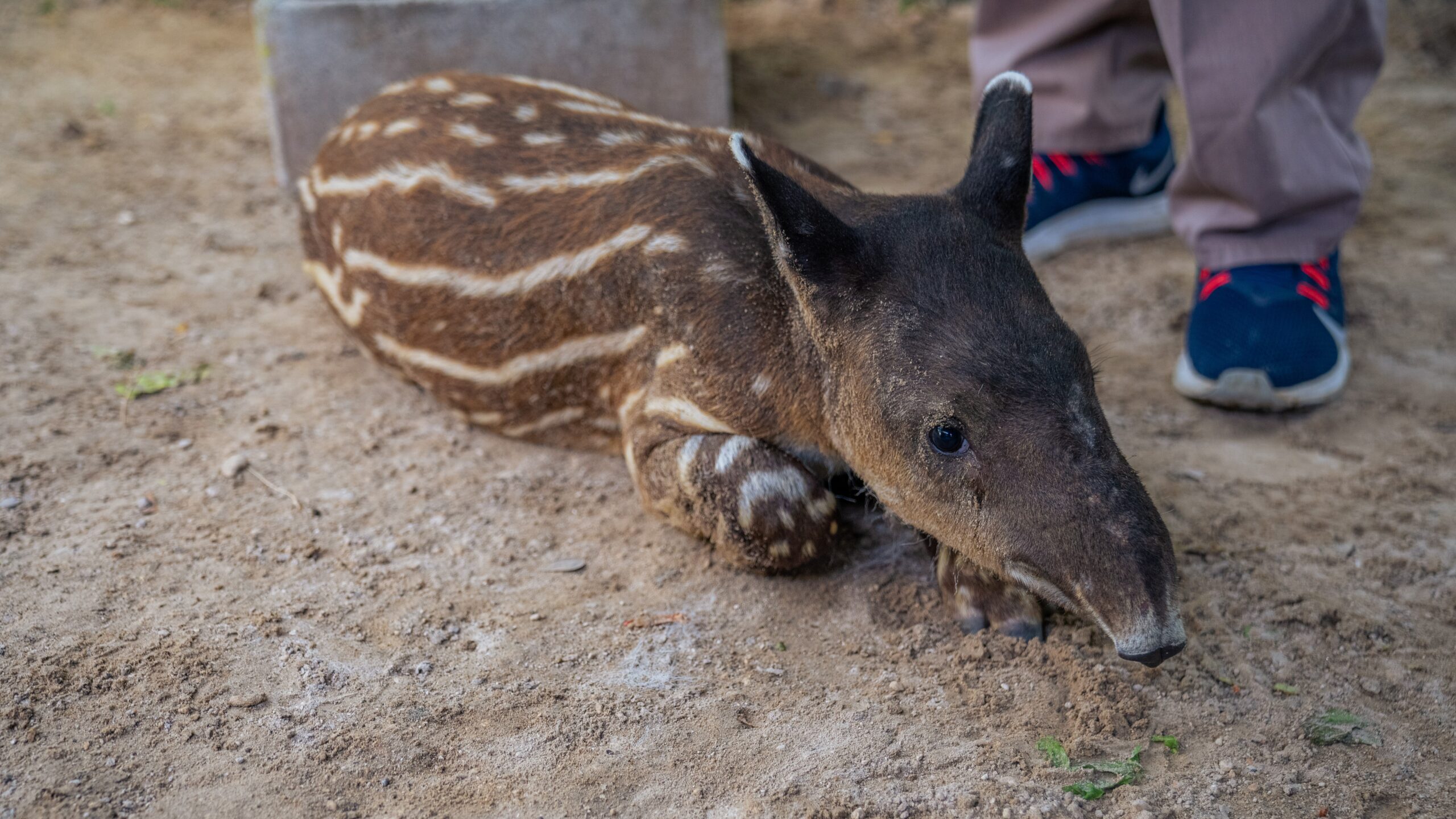 Tapirus bairdii