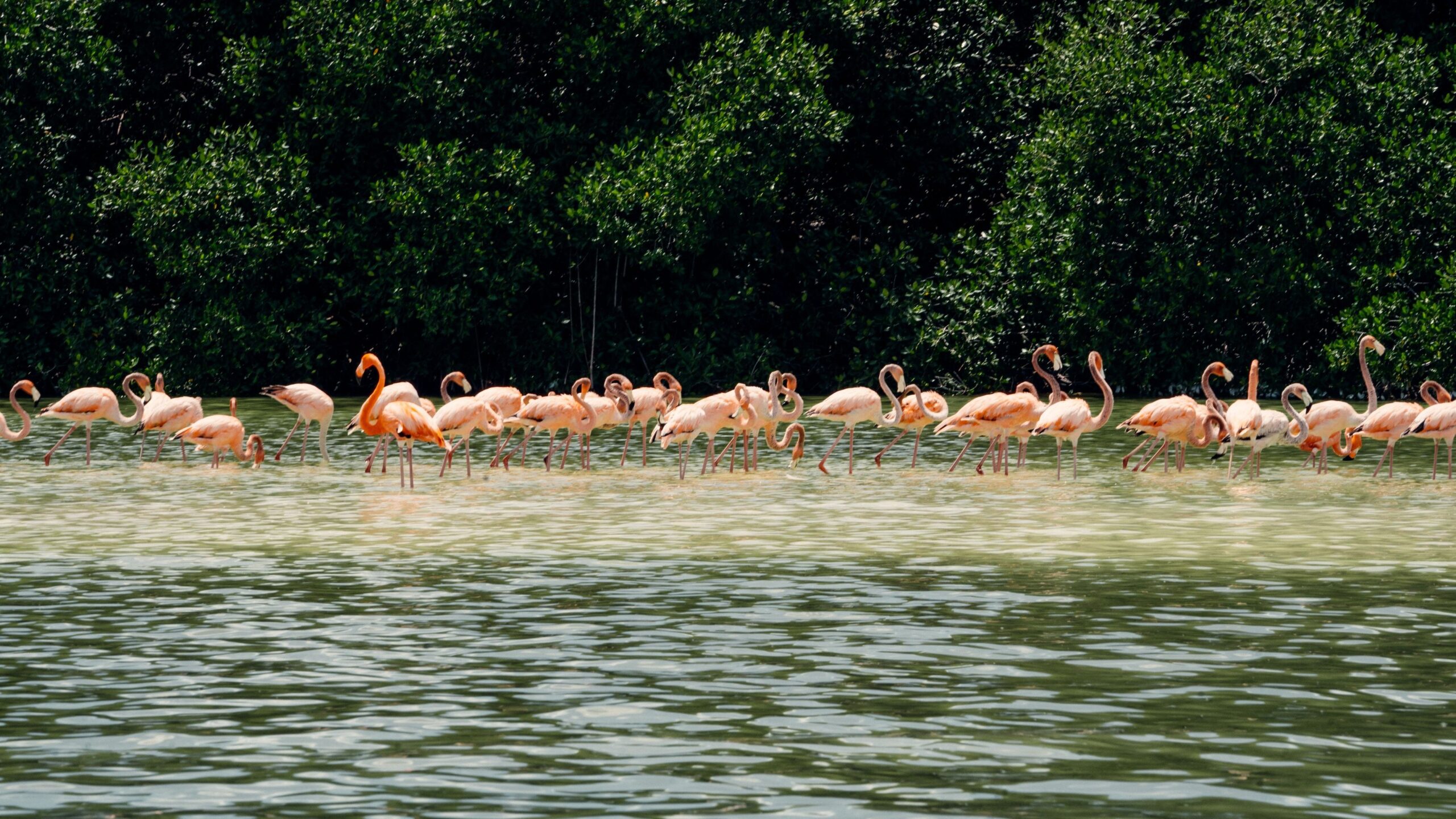 costa yucateca